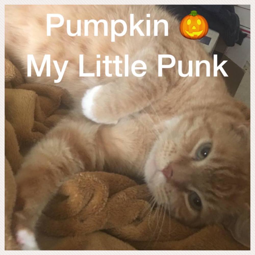 Meet your Posher, Brenda